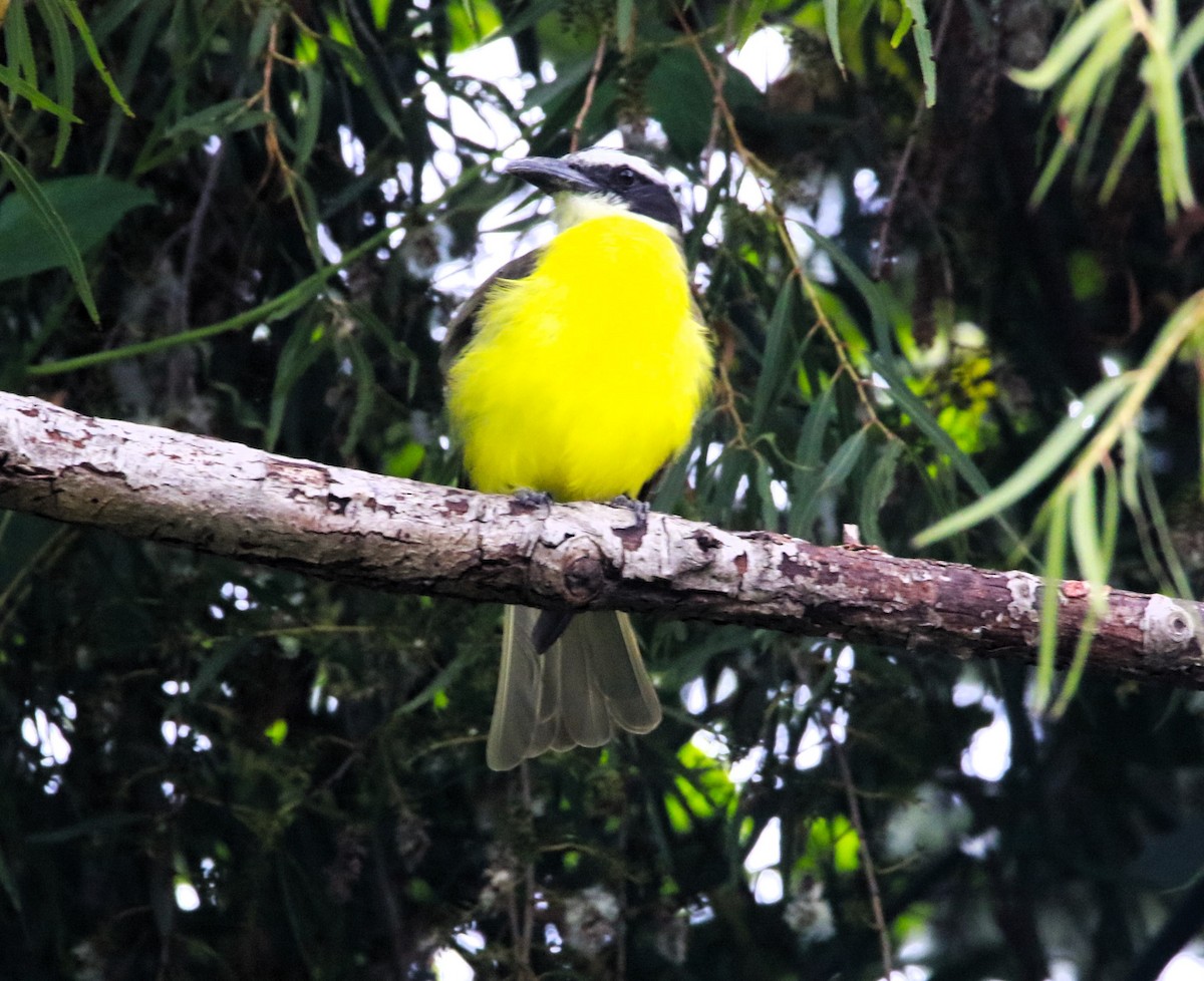 Boat-billed Flycatcher - ML640893236