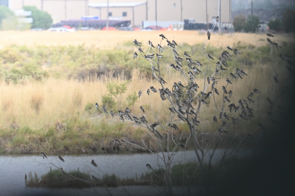 Bank Swallow - ML640893238