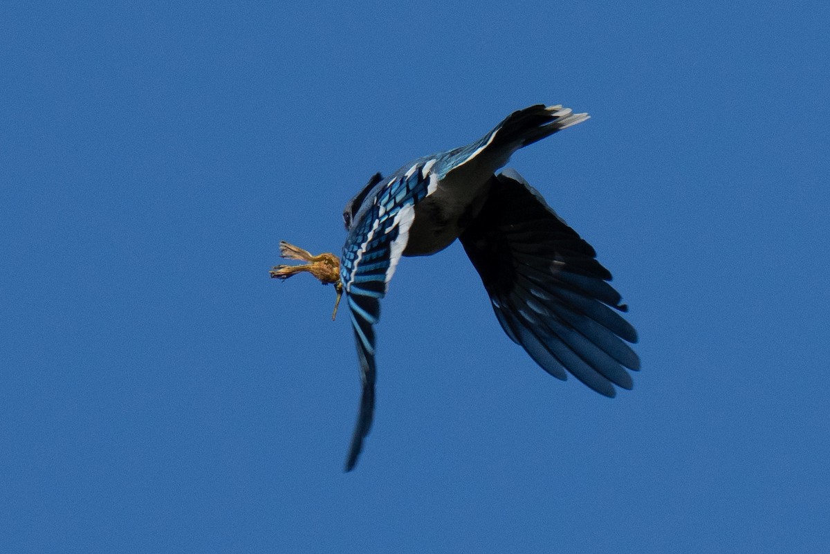 Blue Jay - ML640893267