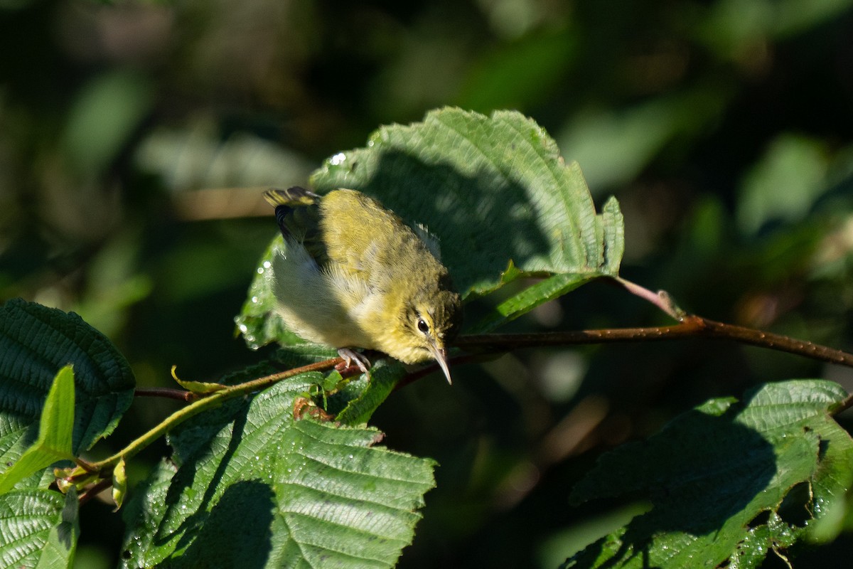 Tennessee Warbler - ML640893359