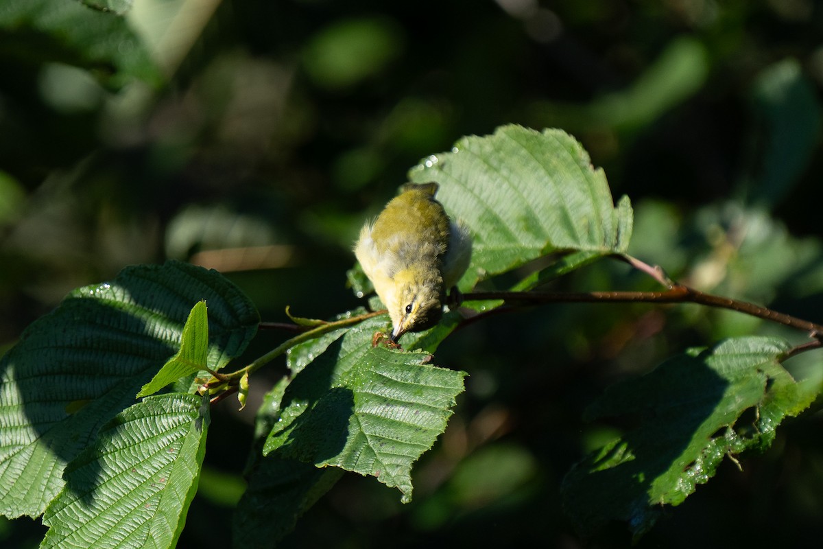 Tennessee Warbler - ML640893365