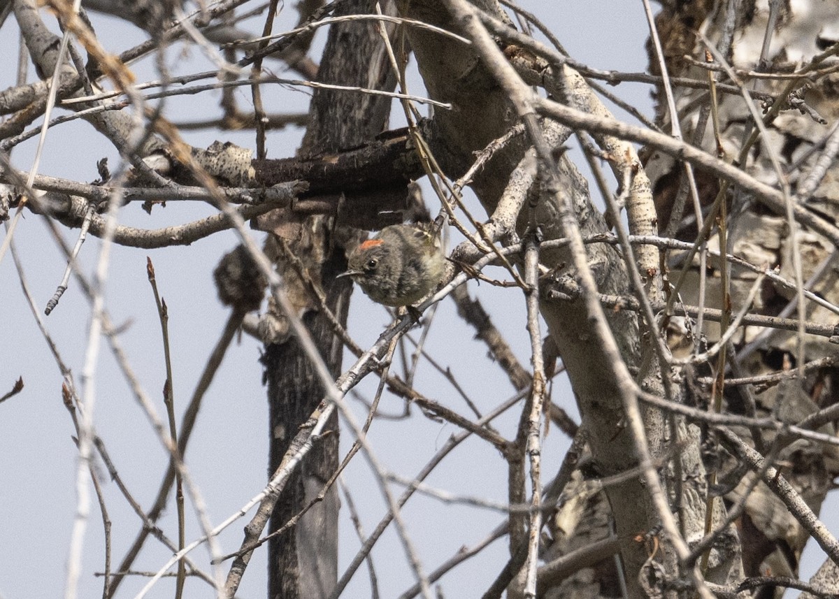 Ruby-crowned Kinglet - ML640893384