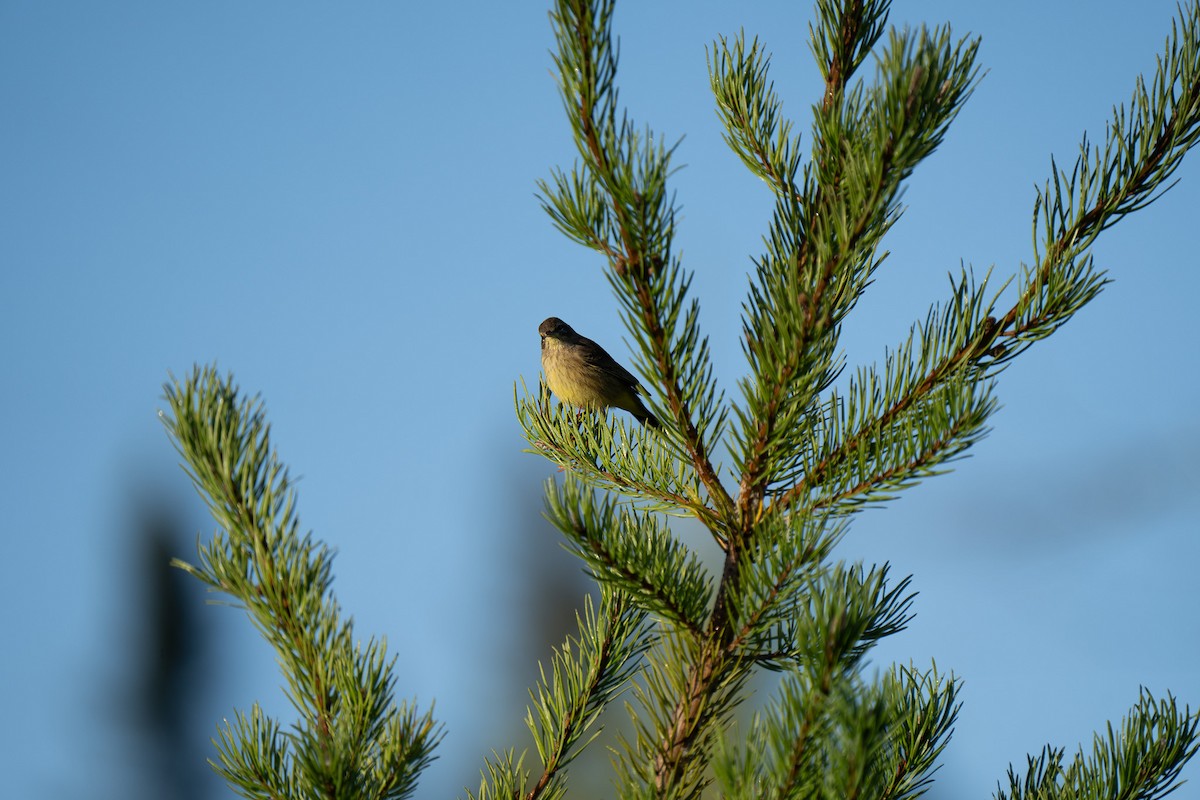 Palm Warbler - ML640893427