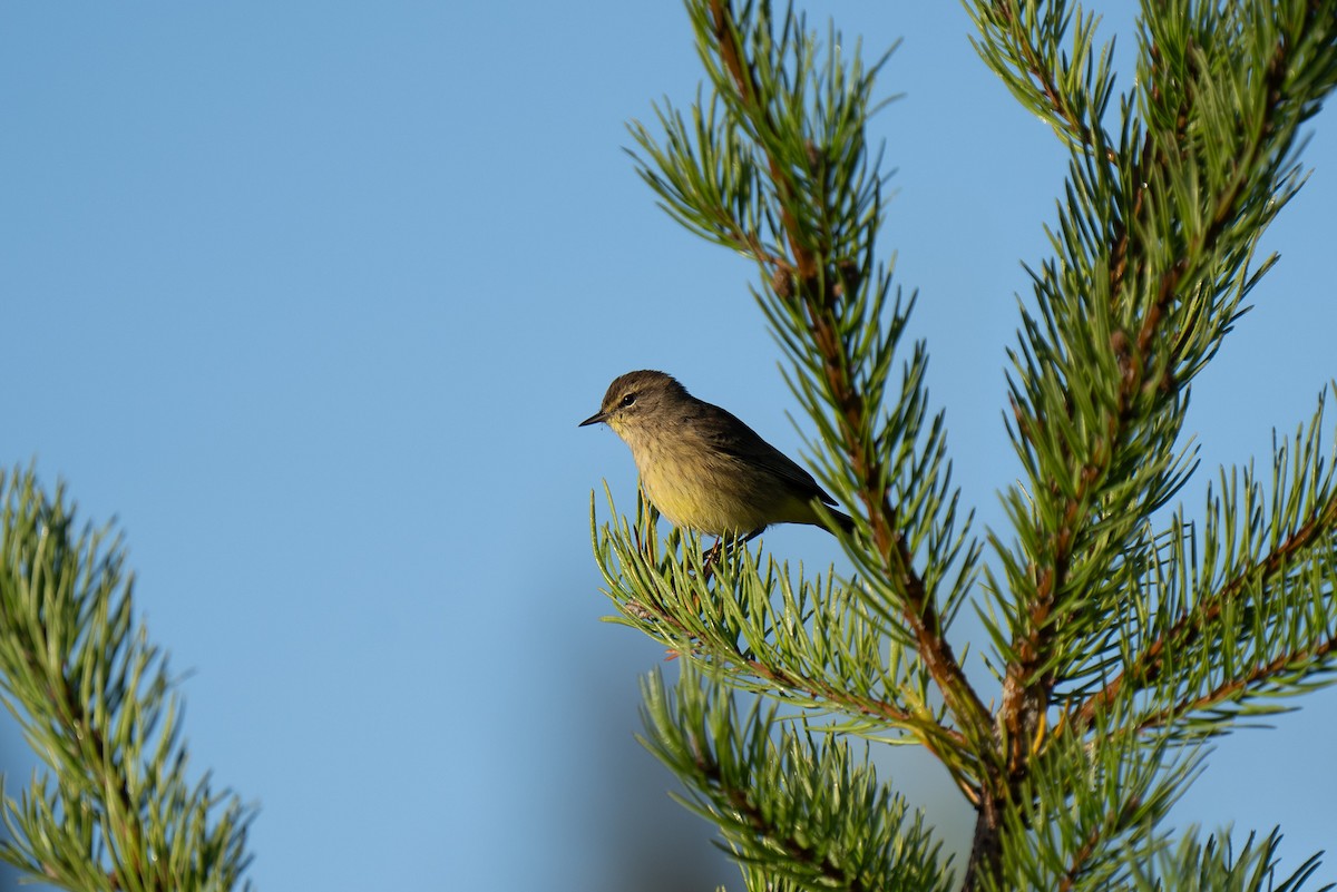 Palm Warbler - ML640893430