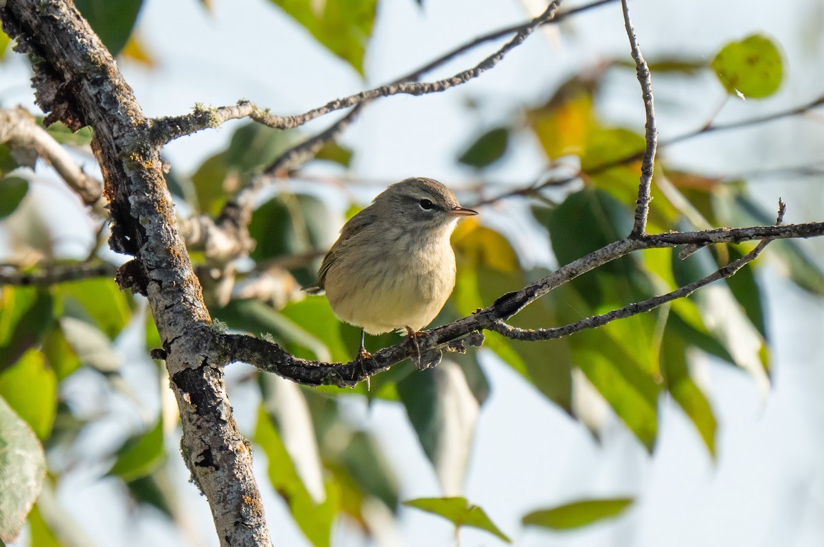 Palm Warbler - ML640893448