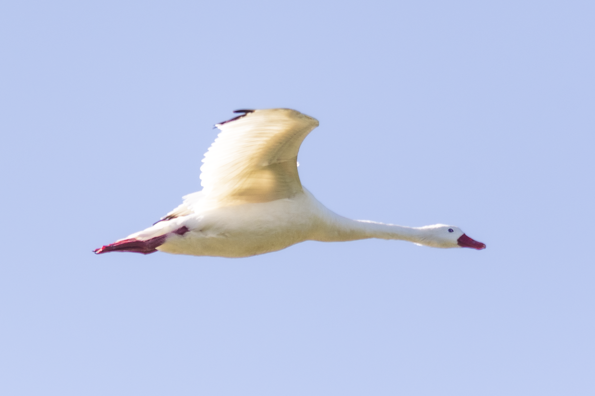 Coscoroba Swan - ML640893452