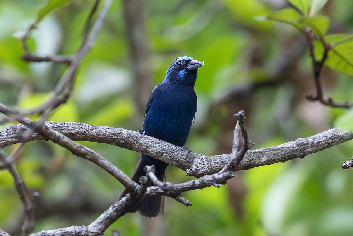 Blue Bunting - ML640893479