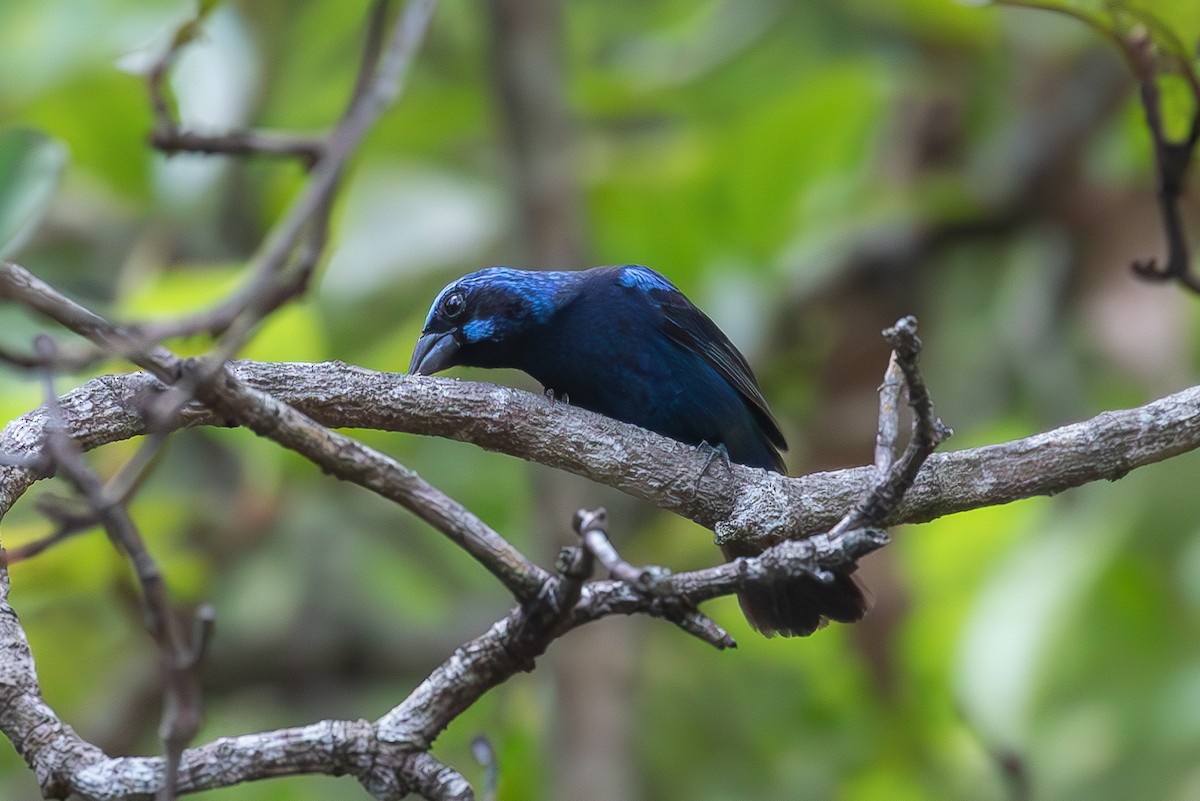 Blue Bunting - ML640893480