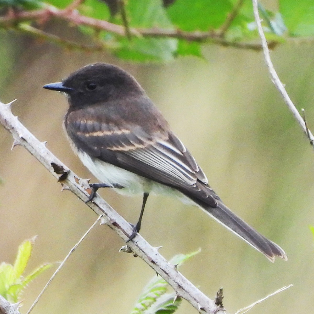 Чёрный фиби - ML640893491