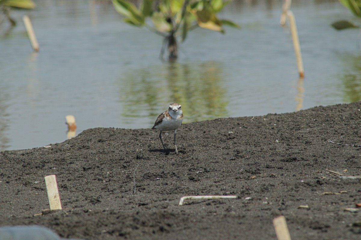 Javan Plover - ML640893517