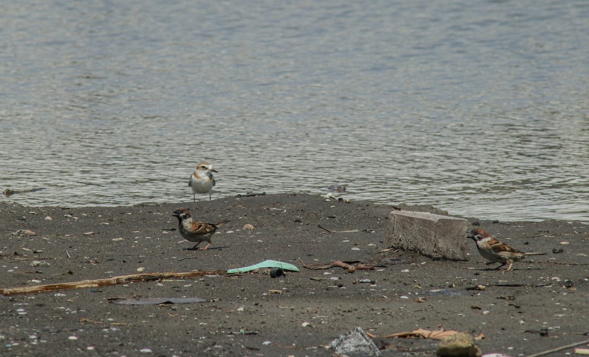 Javan Plover - ML640893518