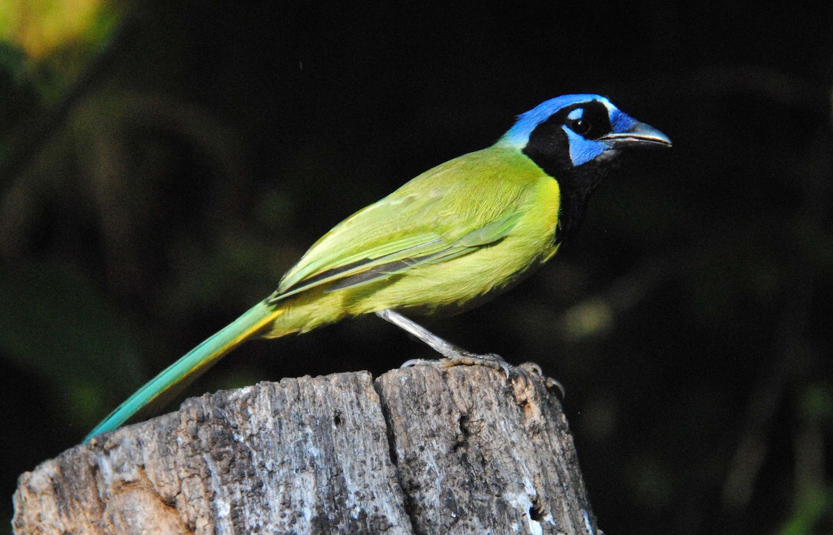 Green Jay - ML640893560