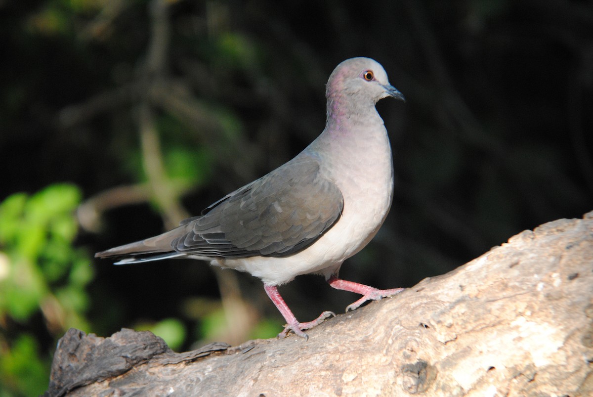 White-tipped Dove - ML640893569