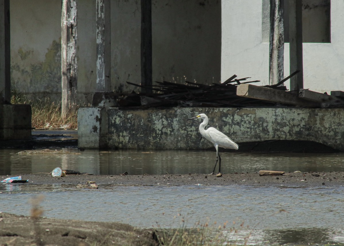 Little Egret - ML640893571