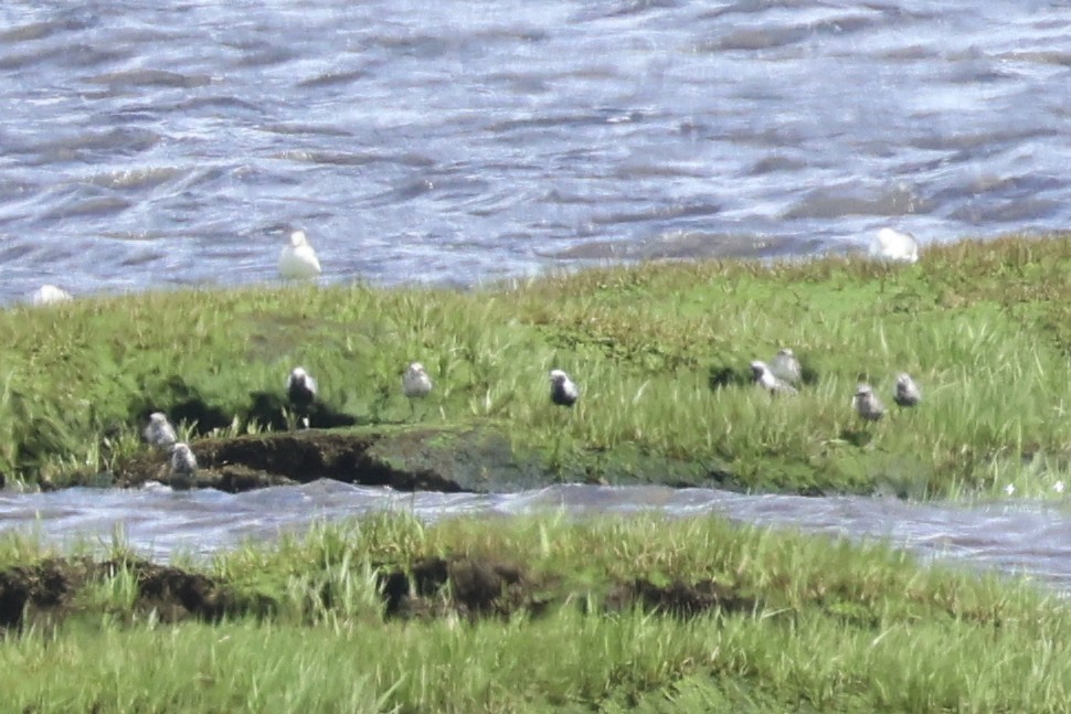 Black-bellied Plover - ML640893575