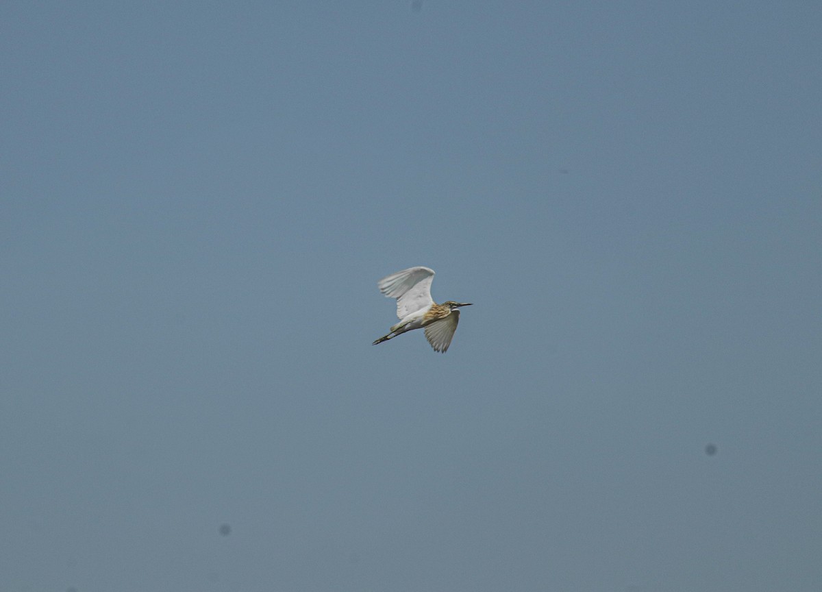 Javan Pond-Heron - ML640893576