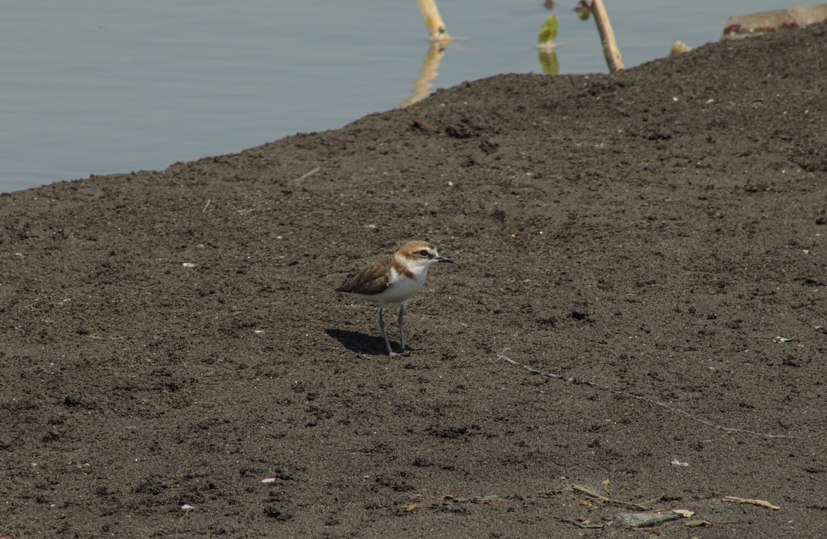 Javan Plover - ML640893582