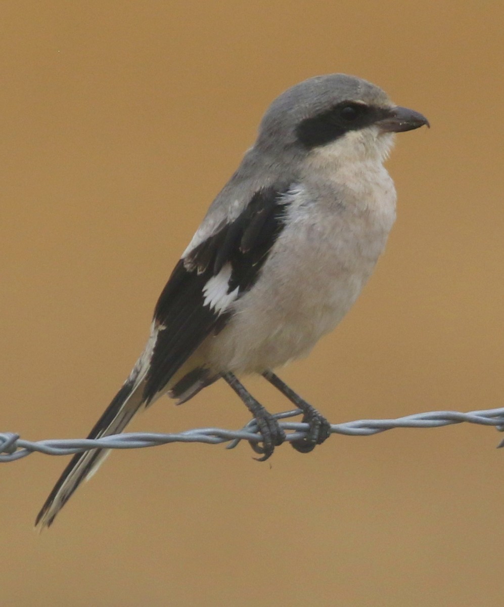 Loggerhead Shrike - ML640893649