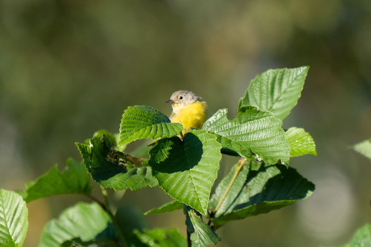 Nashville Warbler - ML640893650