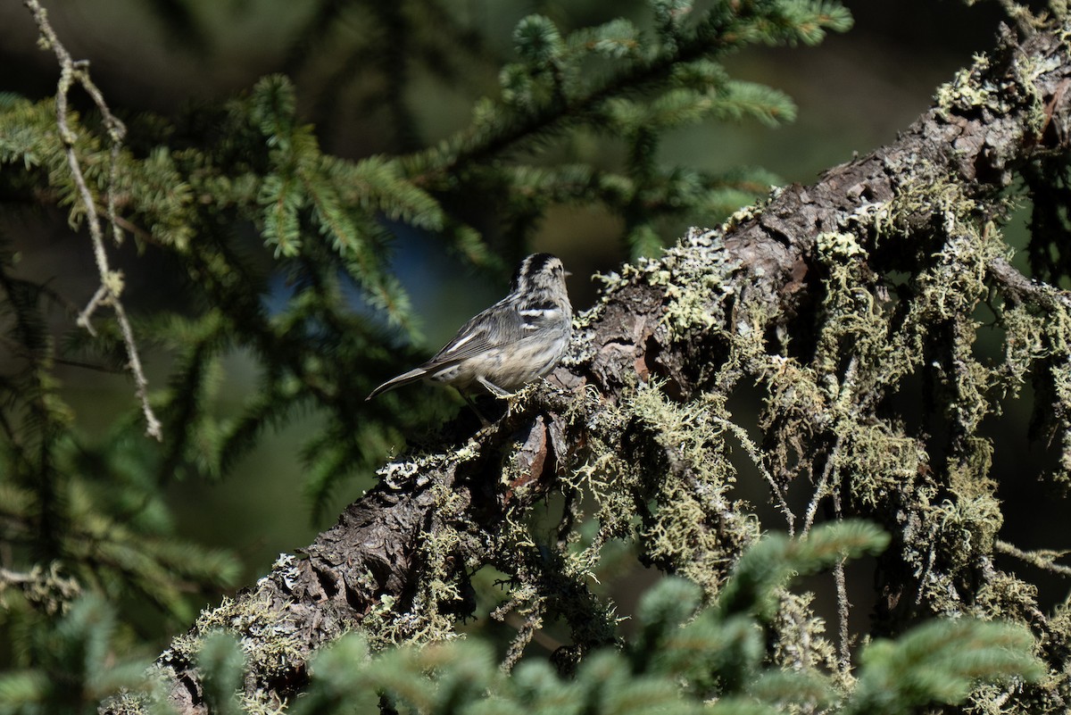 Black-and-white Warbler - ML640893662