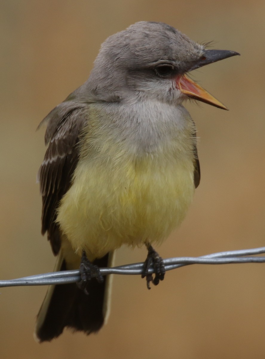 Western Kingbird - ML640893664