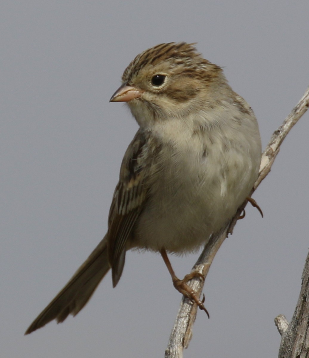 Brewer's Sparrow - ML640893672