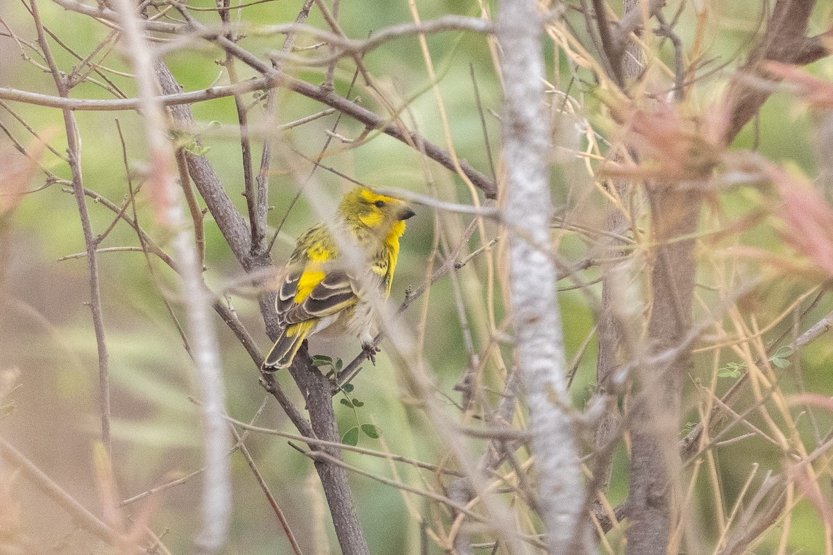 White-bellied Canary - ML640893694