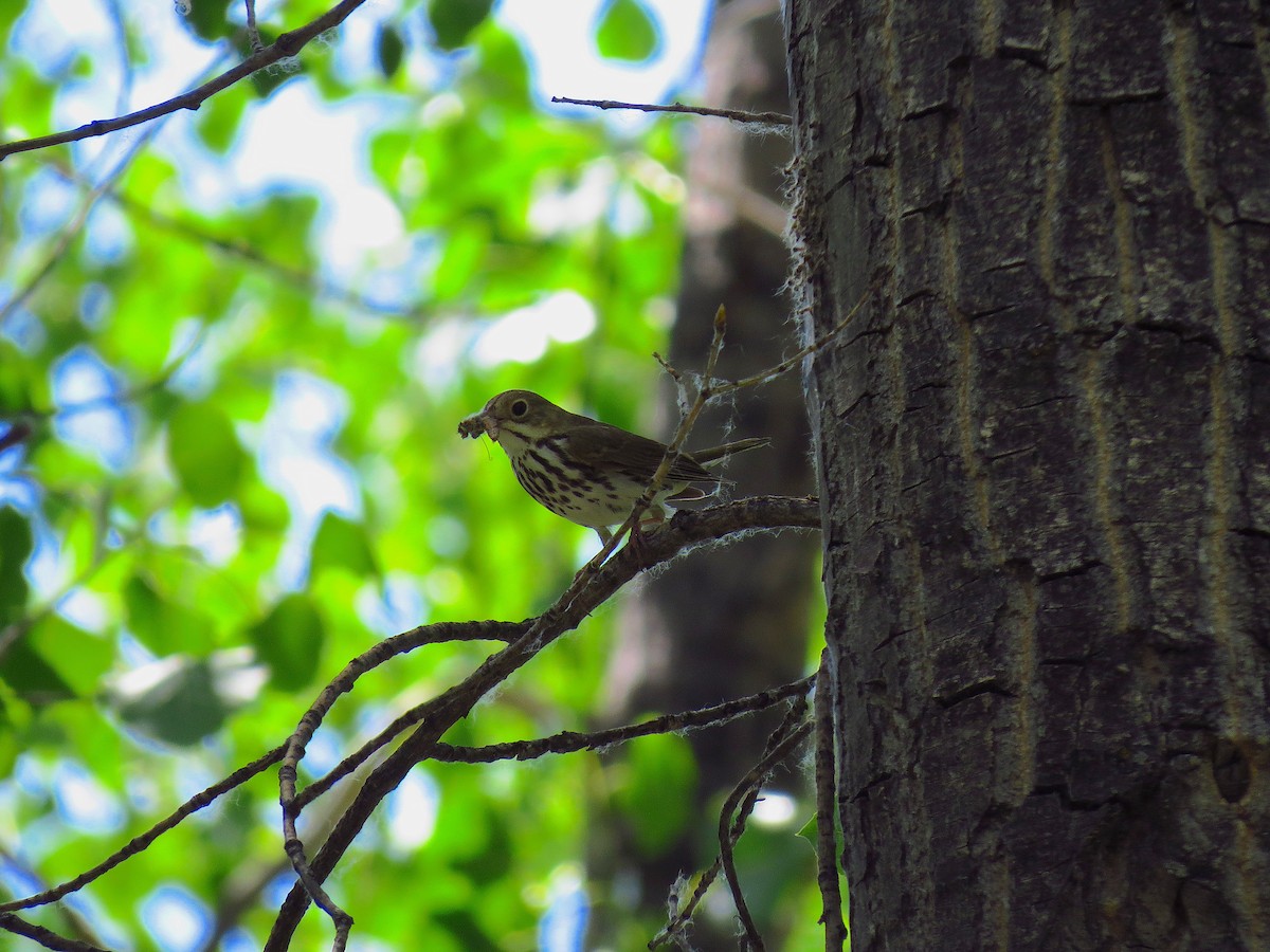 Ovenbird - ML64089371