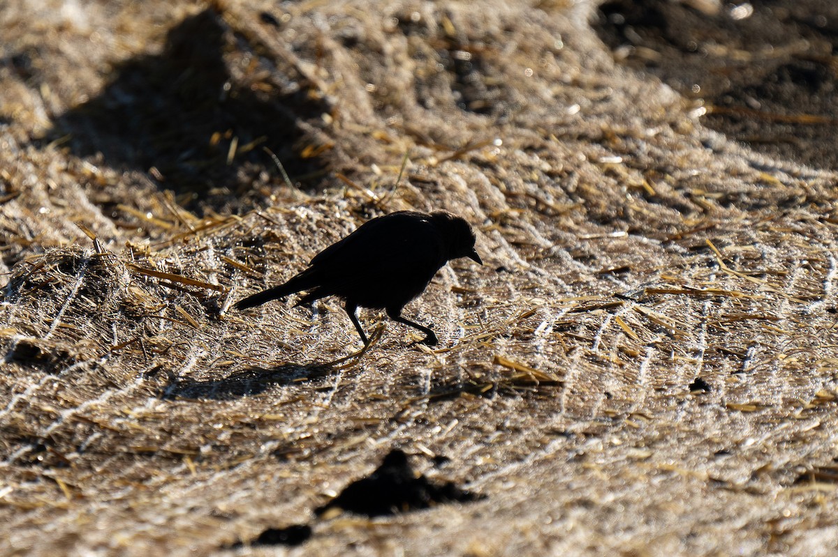 Brewer's Blackbird - ML640893715