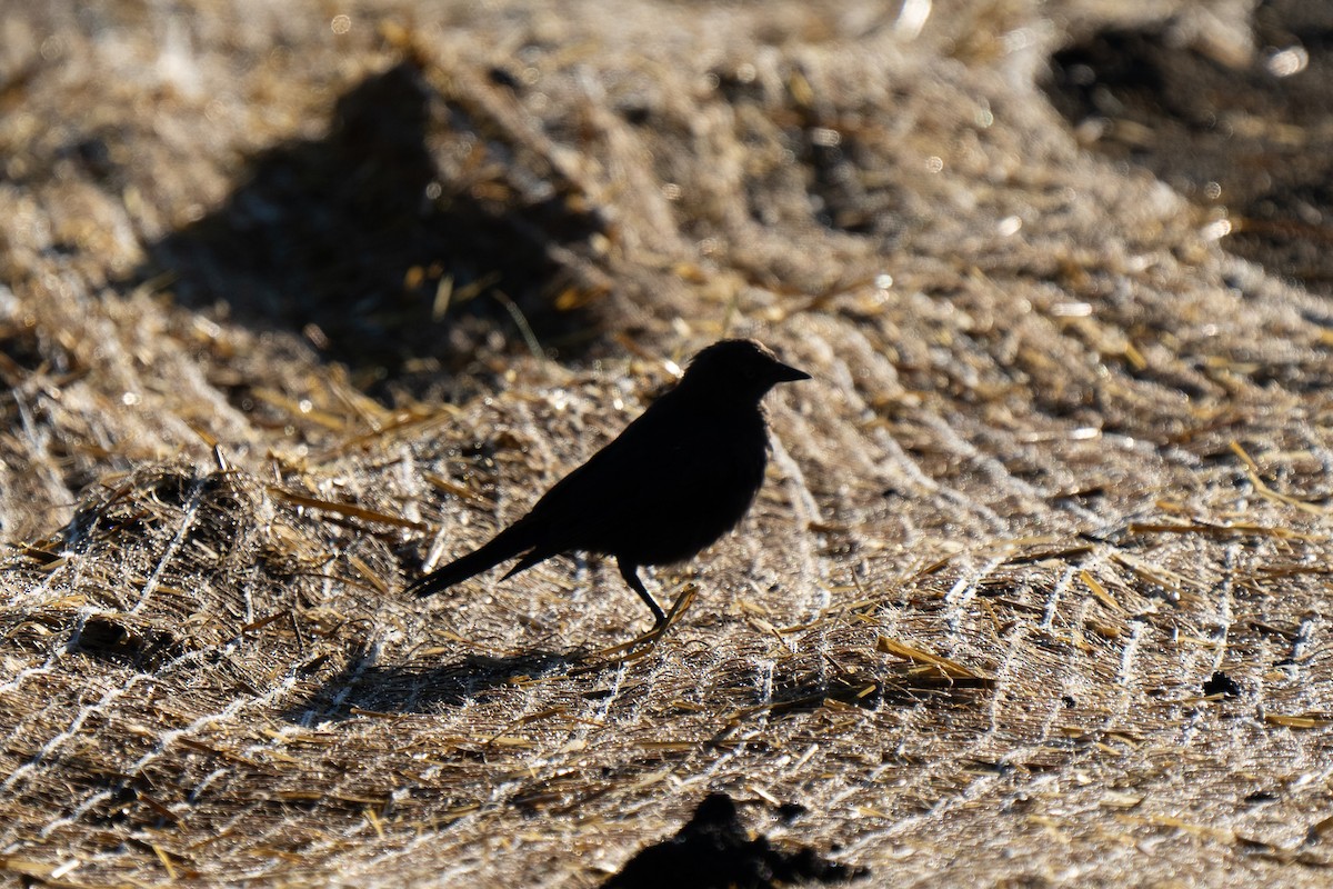 Brewer's Blackbird - ML640893716