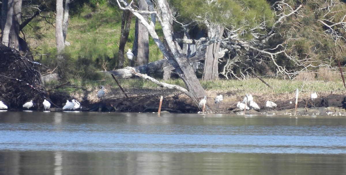 Royal Spoonbill - ML640893741