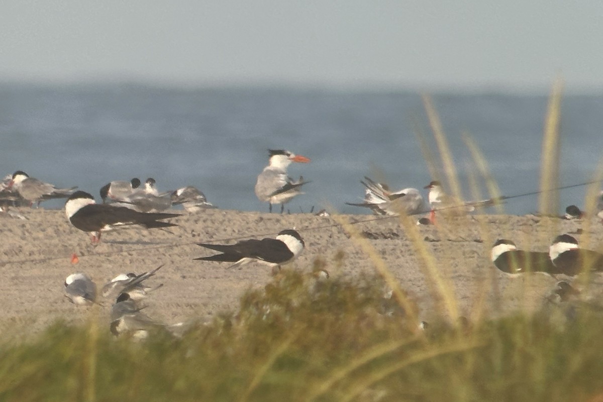 Royal Tern - ML640893748