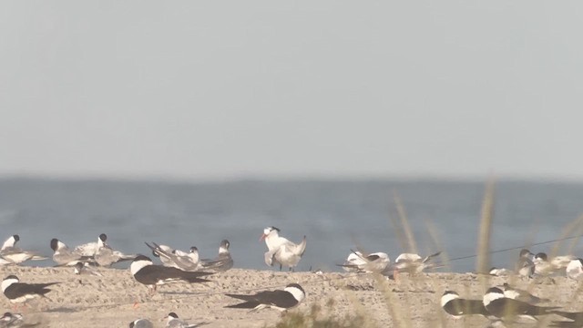 Royal Tern - ML640893753