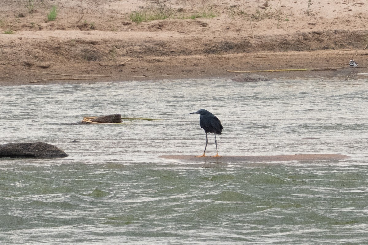 Black Heron - ML640893757