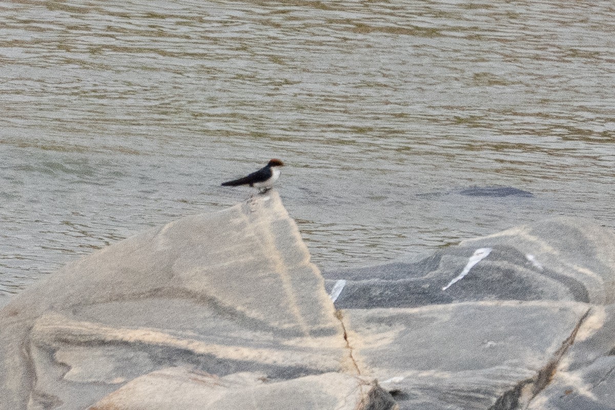 Wire-tailed Swallow - ML640893813