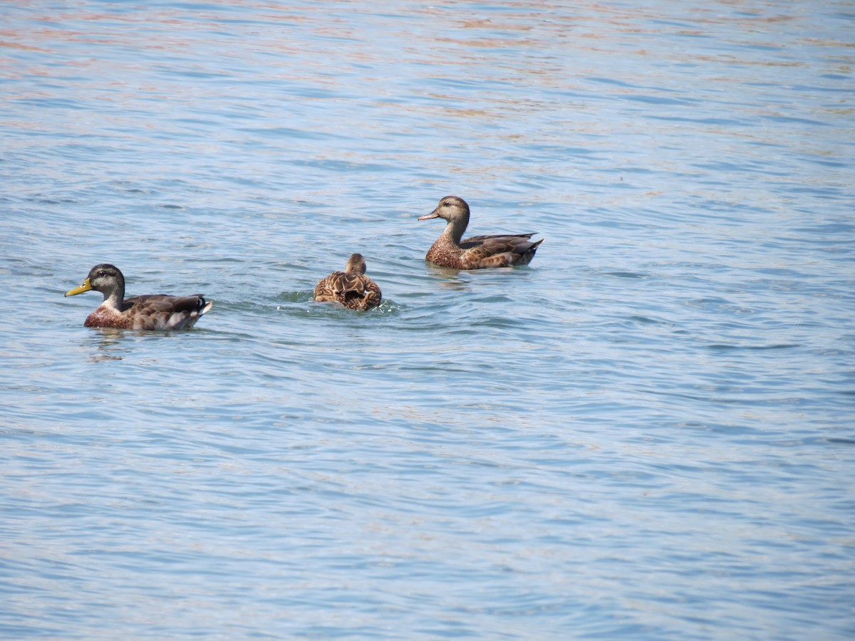 Gadwall x Mallard (hybrid) - ML640893816