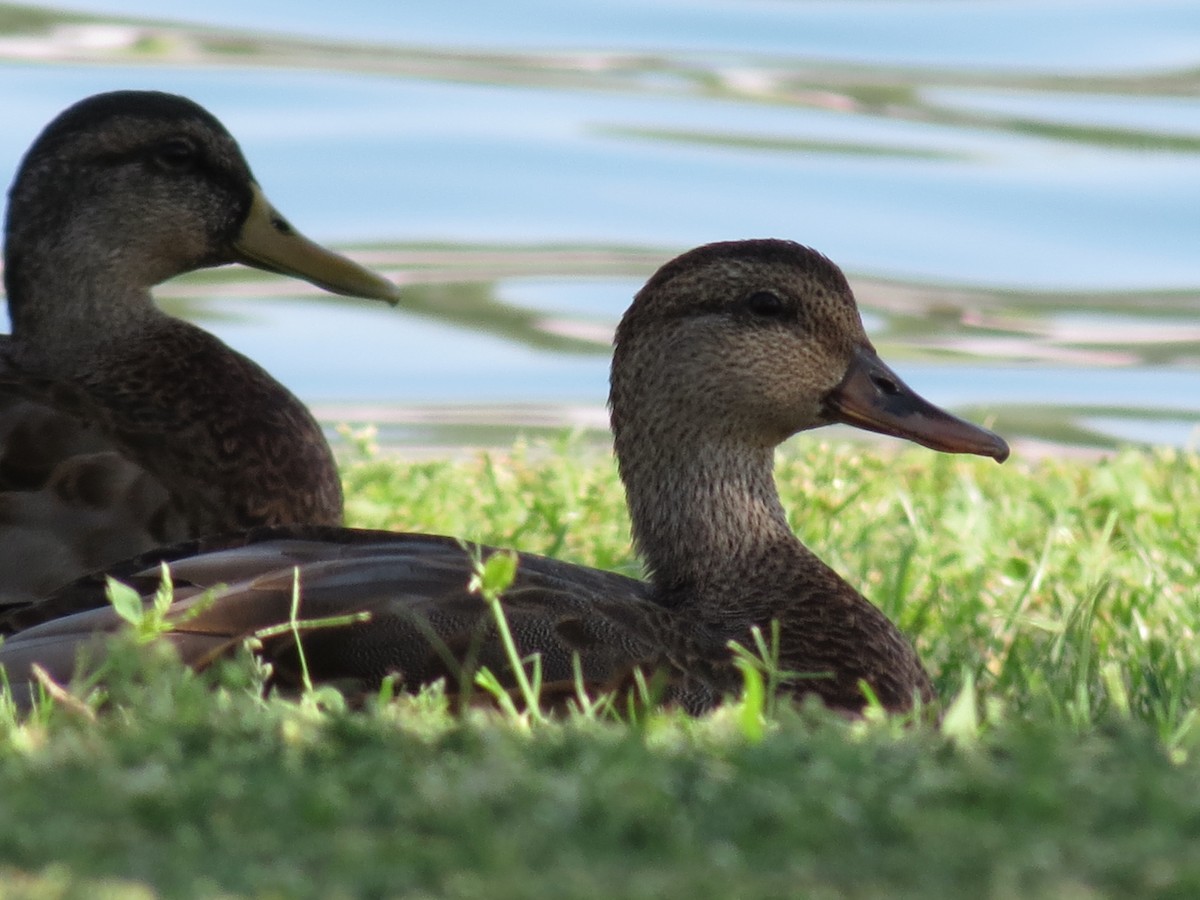 Gadwall x Mallard (hybrid) - ML640893817