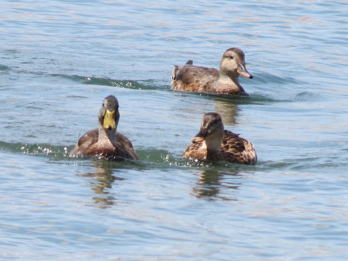 Gadwall x Mallard (hybrid) - ML640893818
