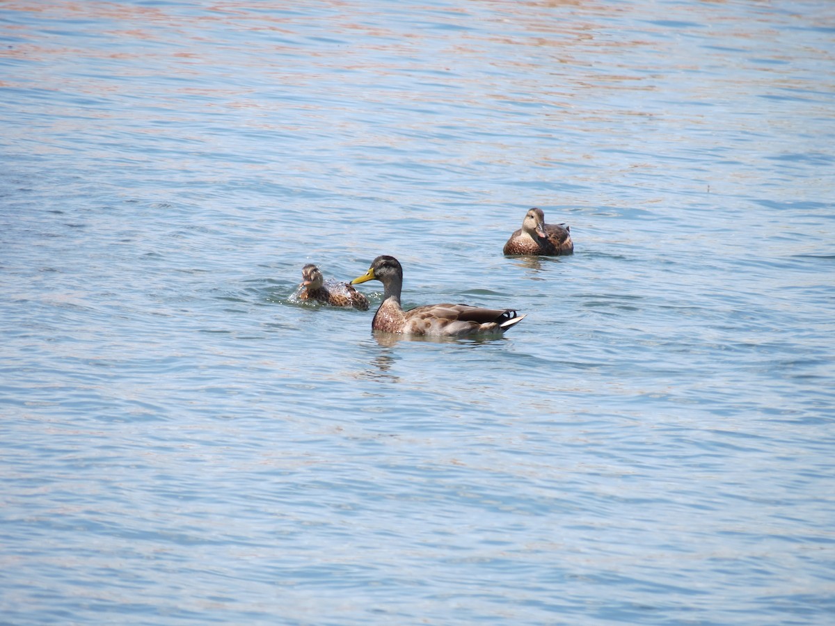 Gadwall x Mallard (hybrid) - ML640893819