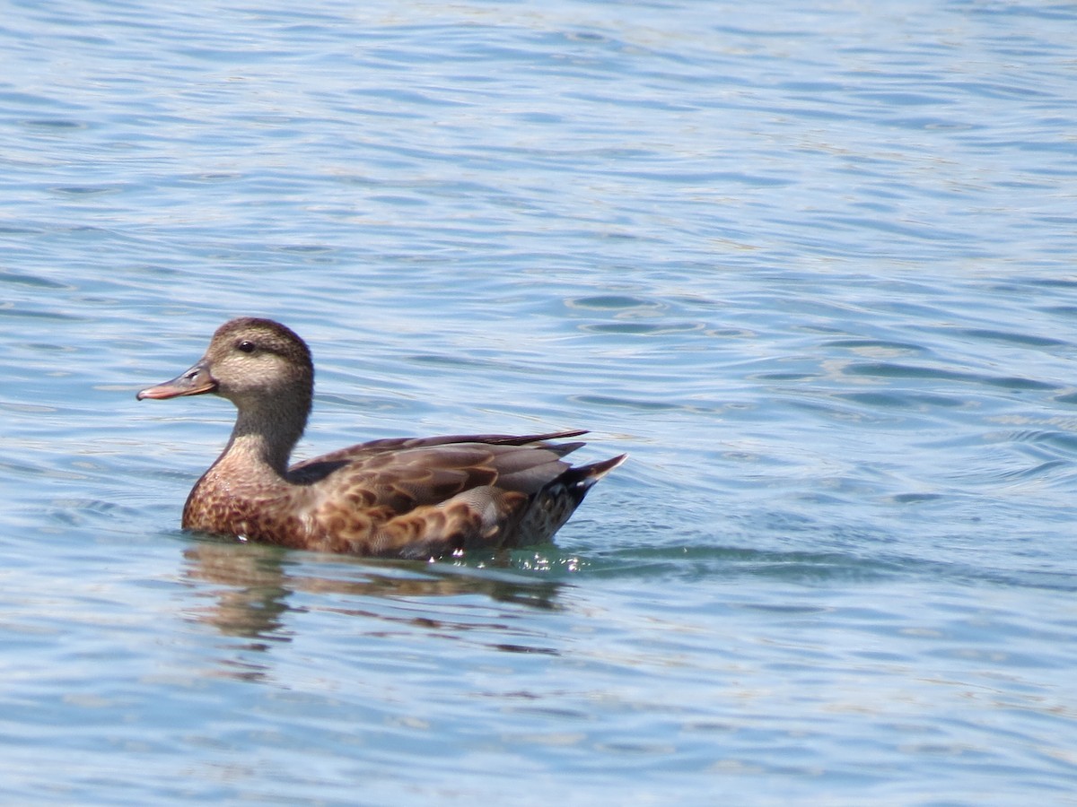 Gadwall x Mallard (hybrid) - ML640893821