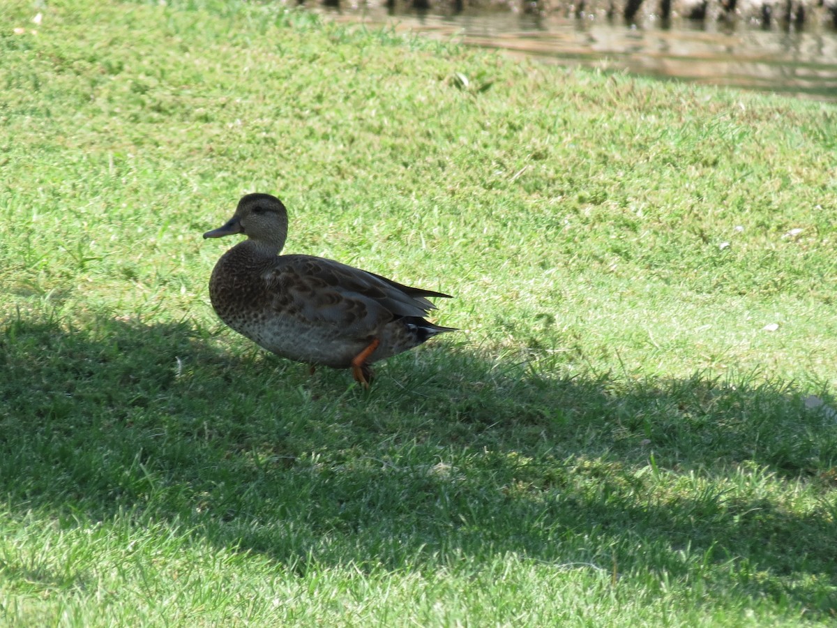 Gadwall x Mallard (hybrid) - ML640893827