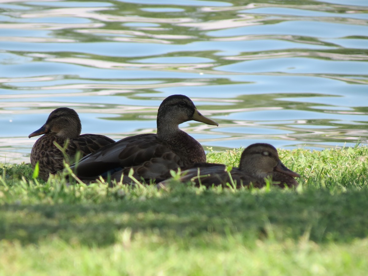 Gadwall x Mallard (hybrid) - ML640893828