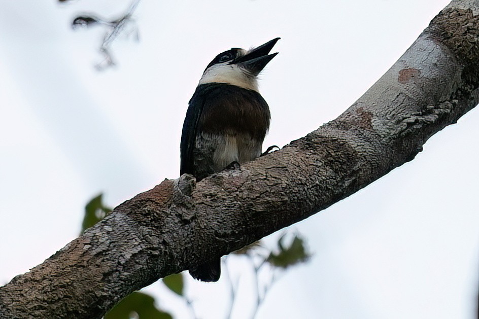 Brown-banded Puffbird - ML640893838