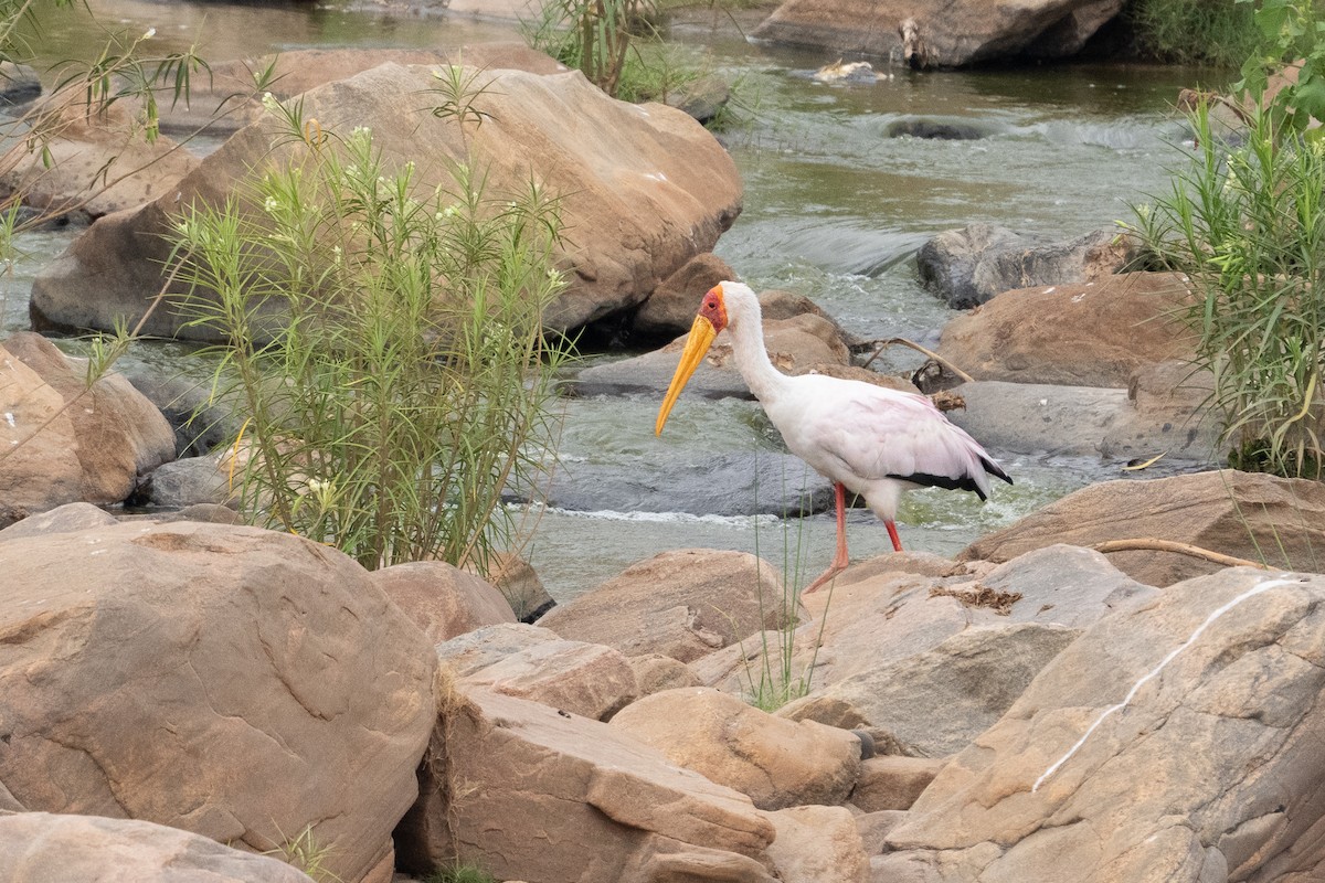 Yellow-billed Stork - ML640893861