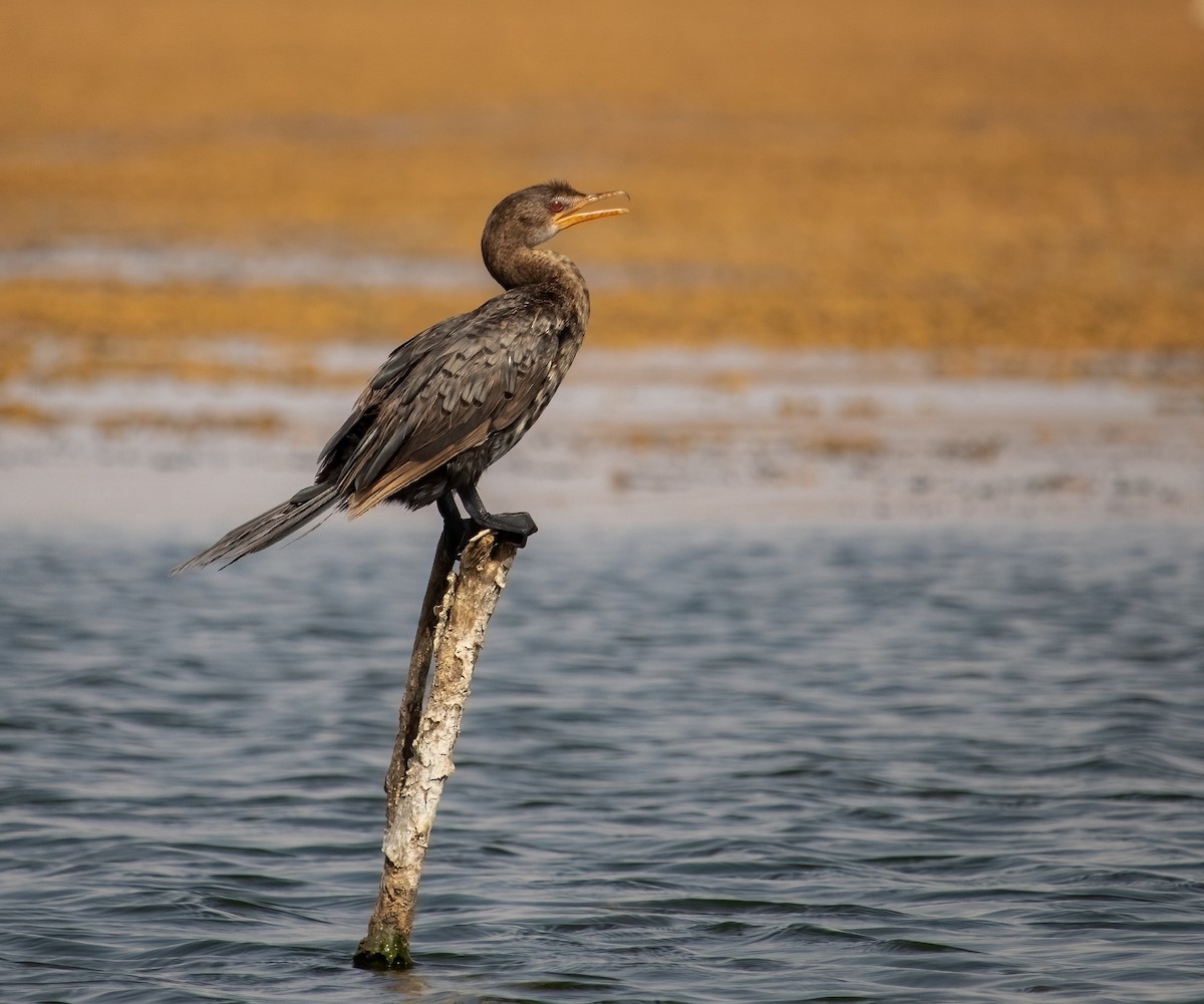 Reed Cormorant - ML640893927