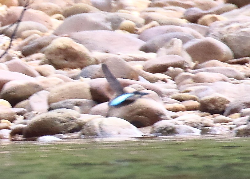 Malaysian Blue-banded Kingfisher - ML640893939