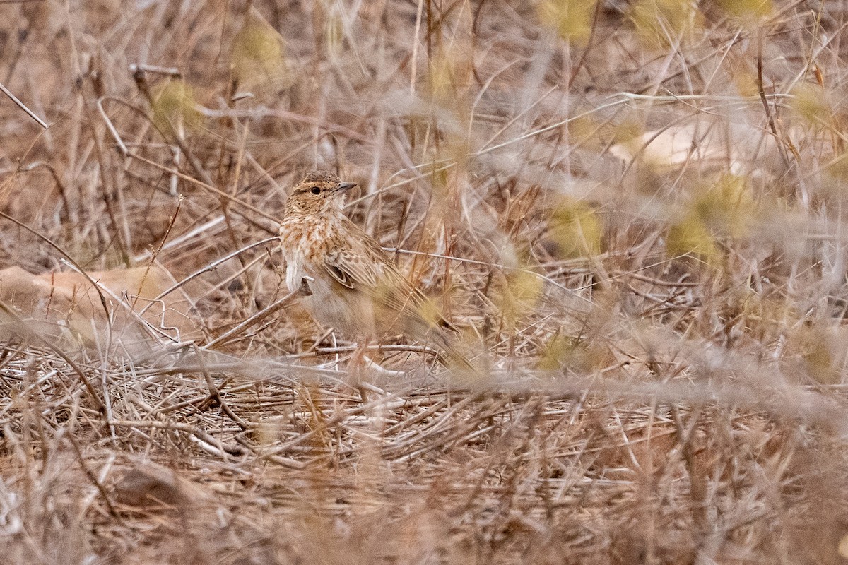 Fawn-colored Lark - ML640893986