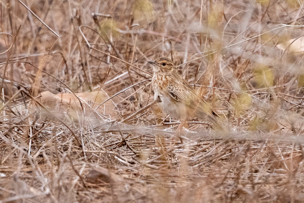 Fawn-colored Lark - ML640893988