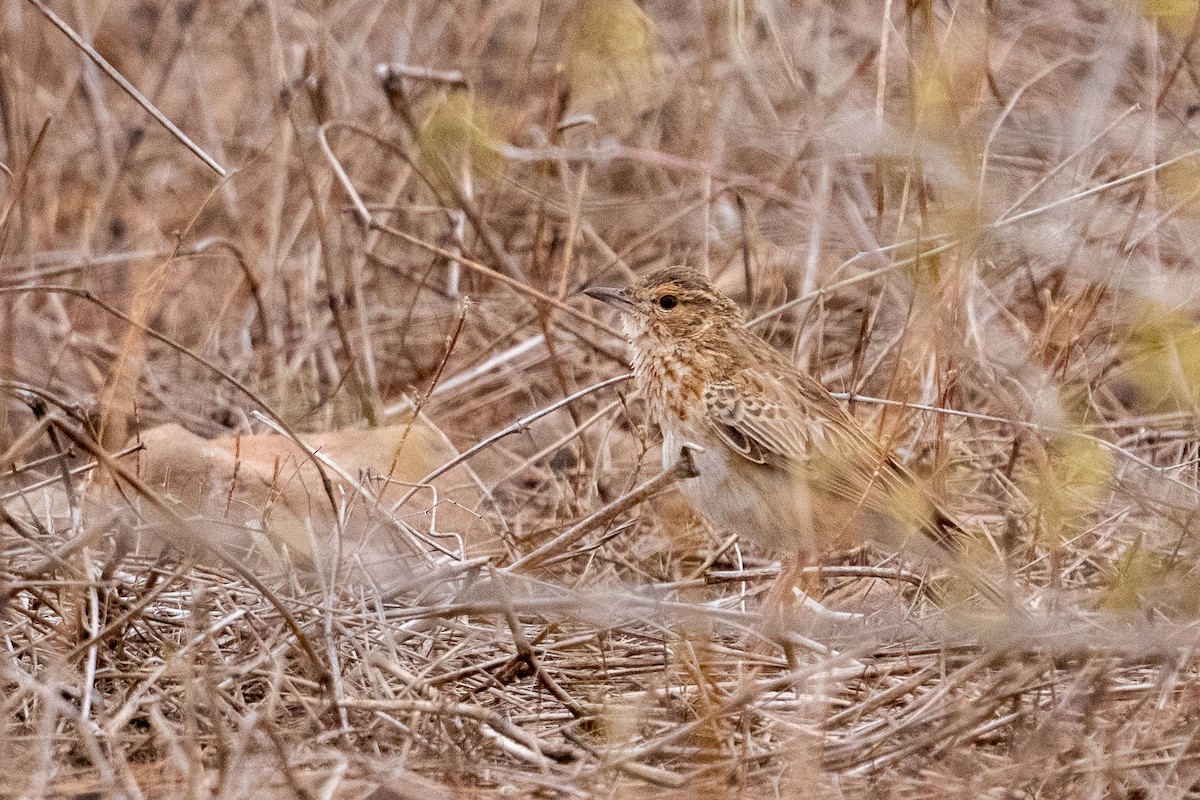 Fawn-colored Lark - ML640893989