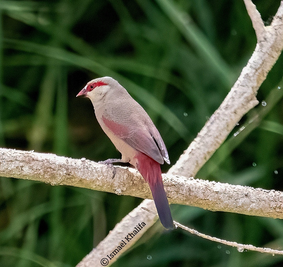 Crimson-rumped Waxbill - ML640893999